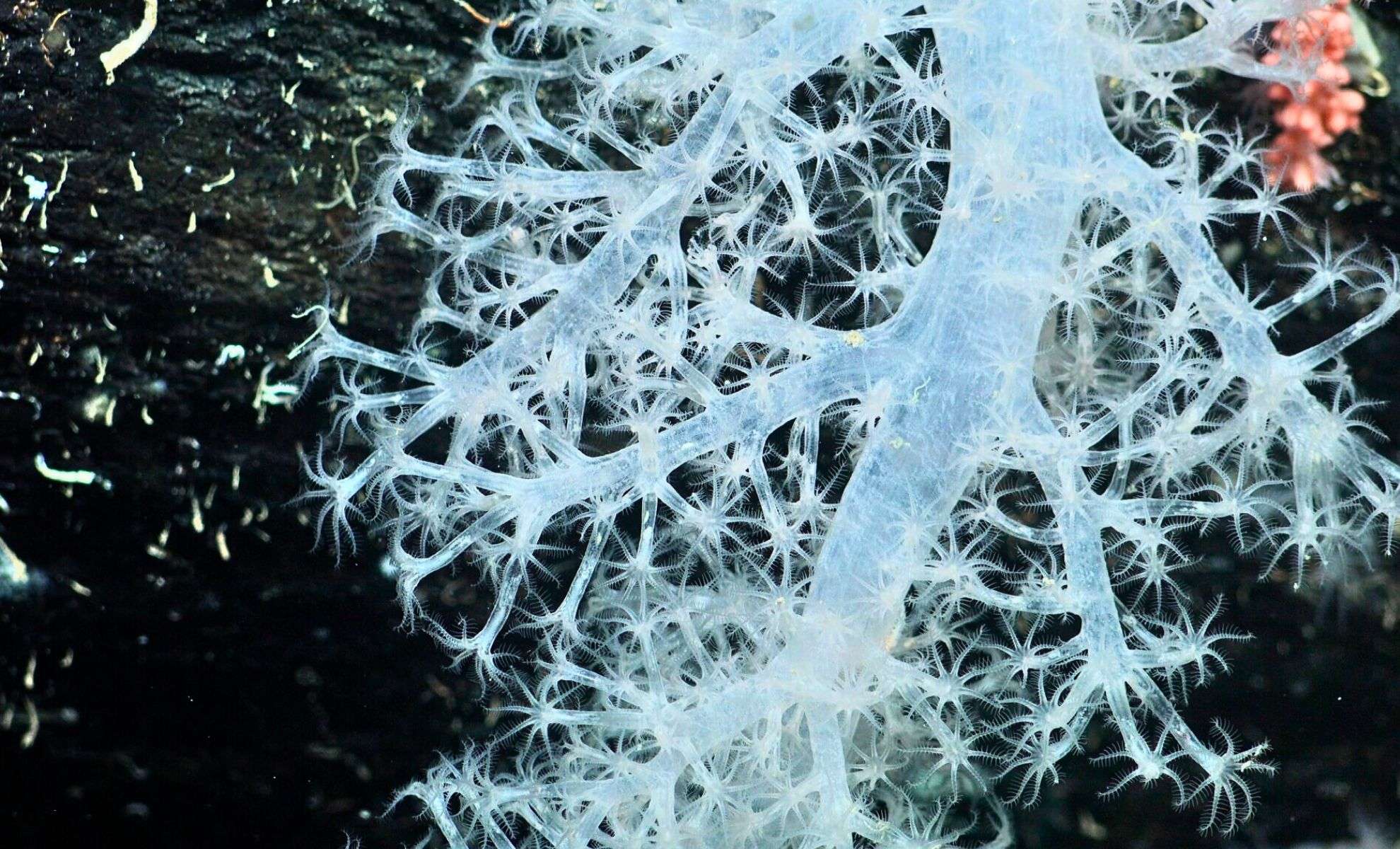 Ancient Antarctic Ecosystem Emerges as Giant Iceberg Detaches, Astonishing Scientists 