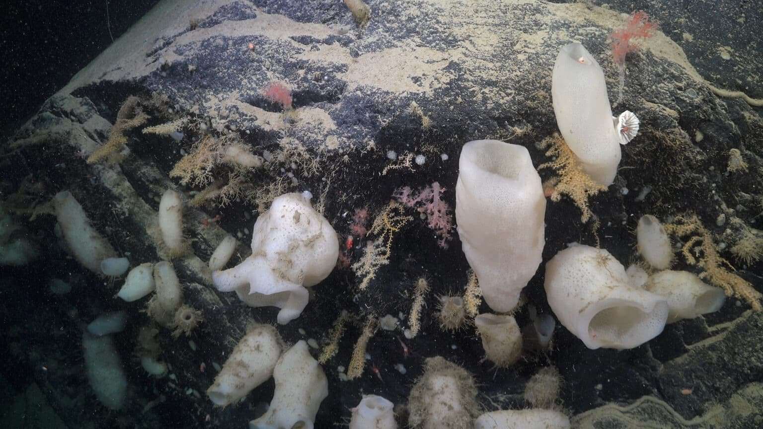 massive-iceberg-the-size-of-chicago-reveals-ancient-ecosystem-never-seen-by-humans-leaving-scientists-speechless-080cc846000277ea3ec3252e2b08c091.jpeg