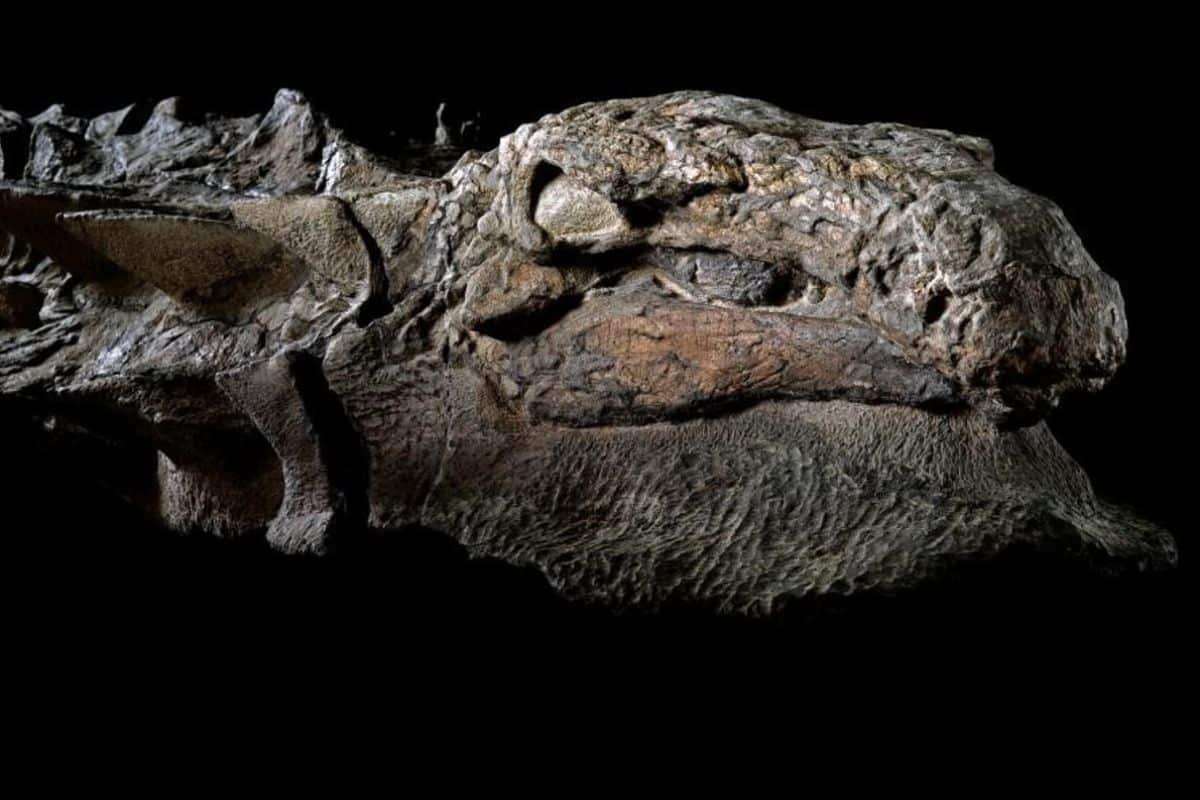 Uncovering Canada’s Hidden Ankylosaur Dinosaur Tracks After 100 Million Years 