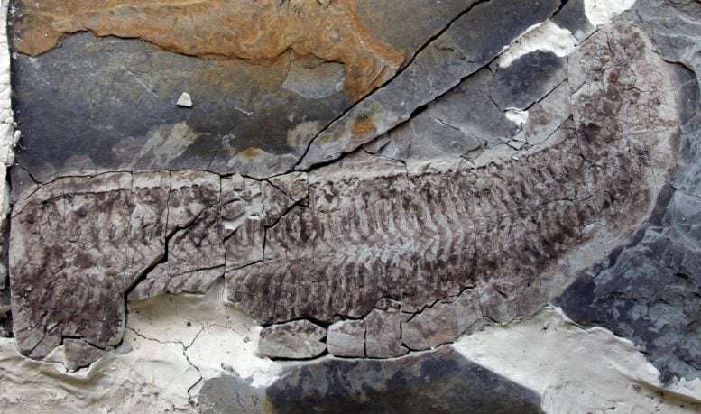 Keurbos-susanae-1-bf3dbce5743fba19fb6c3cf7d6771b6f.jpg