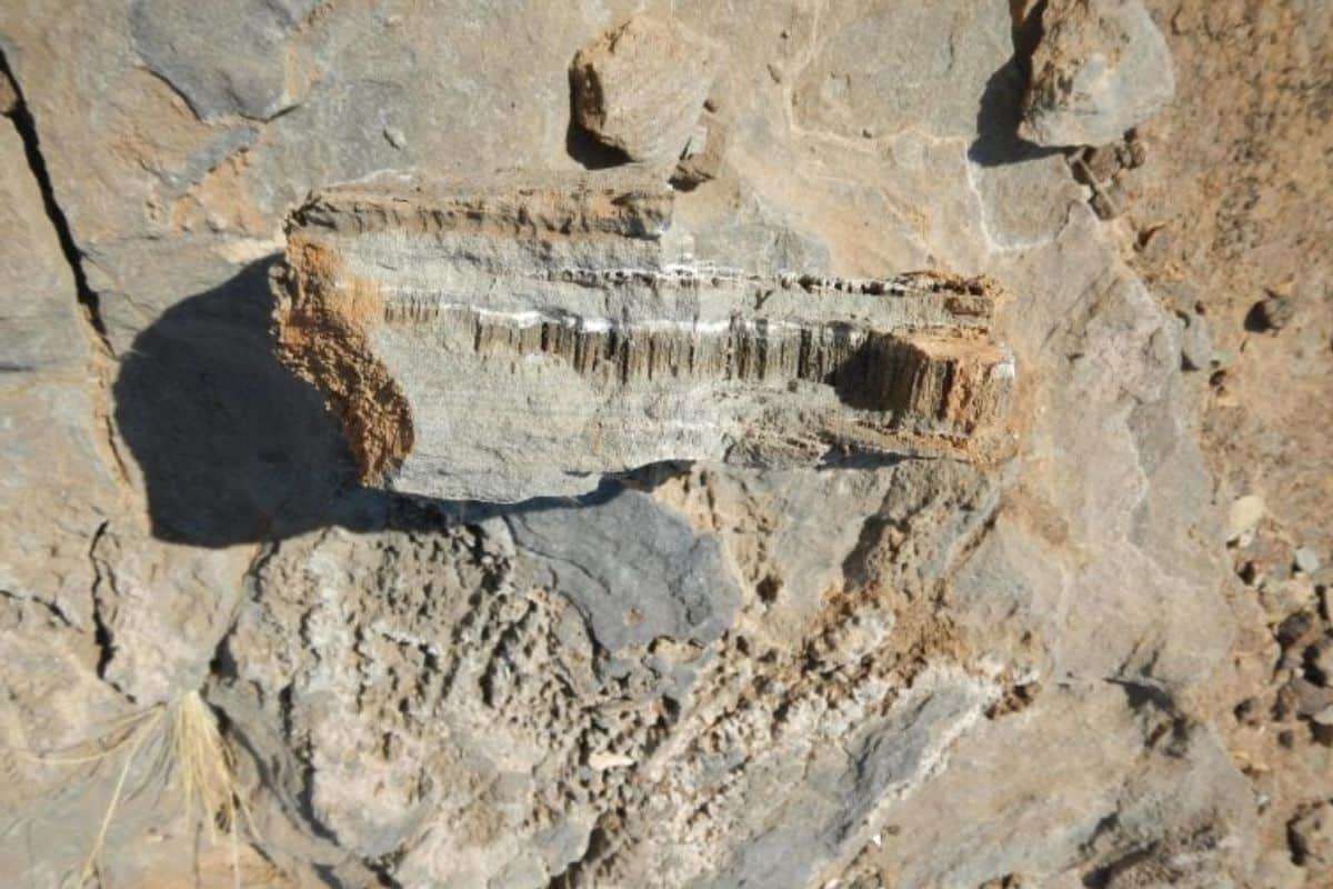 Ancient Micro-Tunnels Discovered in African Rocks Hint at Hidden Lifeforms 