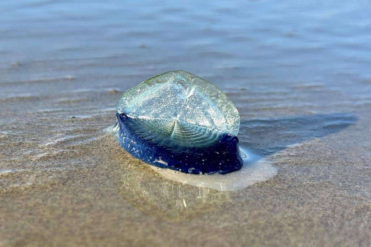 Translucent Blue Velellas Cover Northern California Shores 