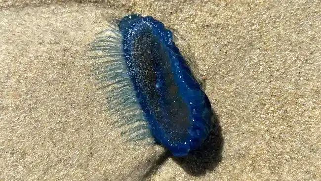 mysterious-blue-sea-creatures-california-f9a225ae0e5a24eced7f0d99ecd1a9d8.webp