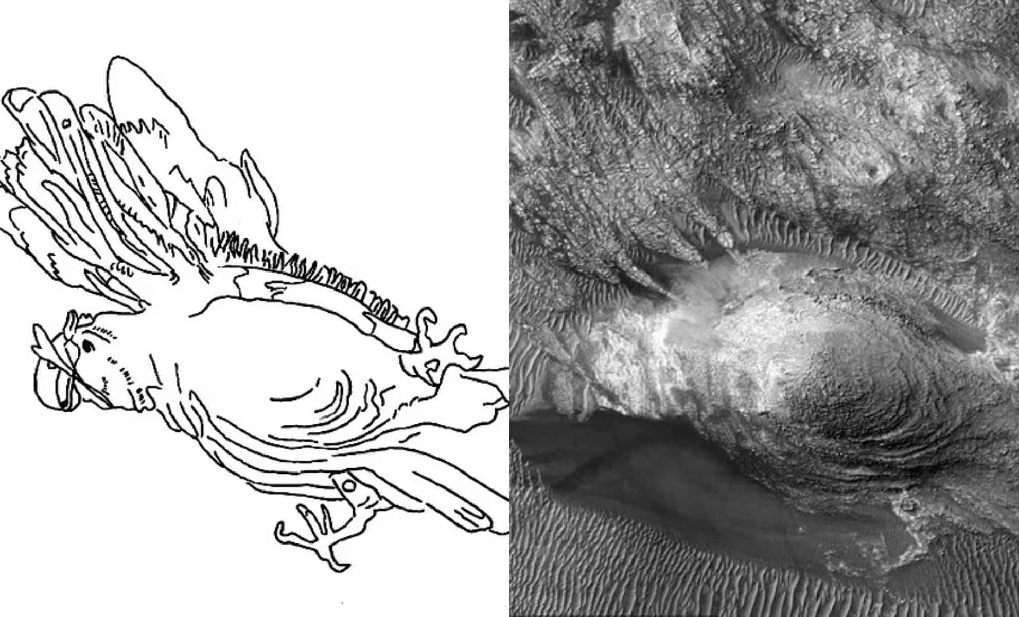 The-parrot-geoglyph-has-22-points-of-anatomical-correctness-according-to-Haas-3d2c1a9046eb391a2e9e761dfd2c357a.jpg