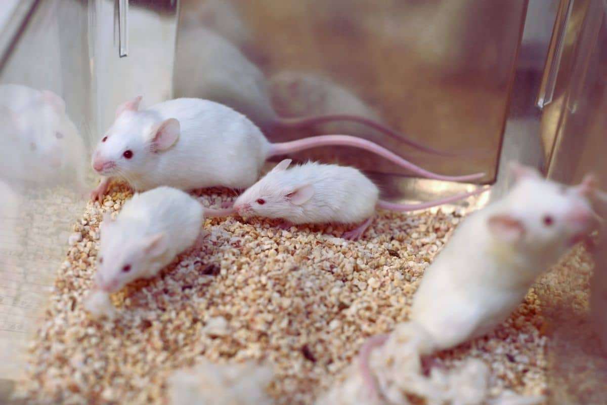 Bone Damage in Space: NASA’s Mouse Study Reveals Serious Risks 