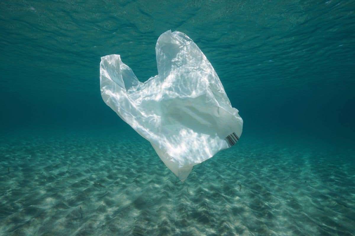 Innovative Plant-Based Material Promises to Eliminate Plastic Waste 