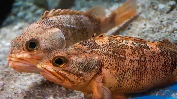Rougheye-Rockfish.-Credit-Unsplash-68570fdb601815a90d82f244a7b1cf0e.webp