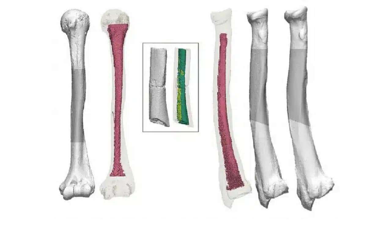 Japans-oldest-human-fossils-b149d40bbdcb3a03e53b78a0e3ae83ce.jpg