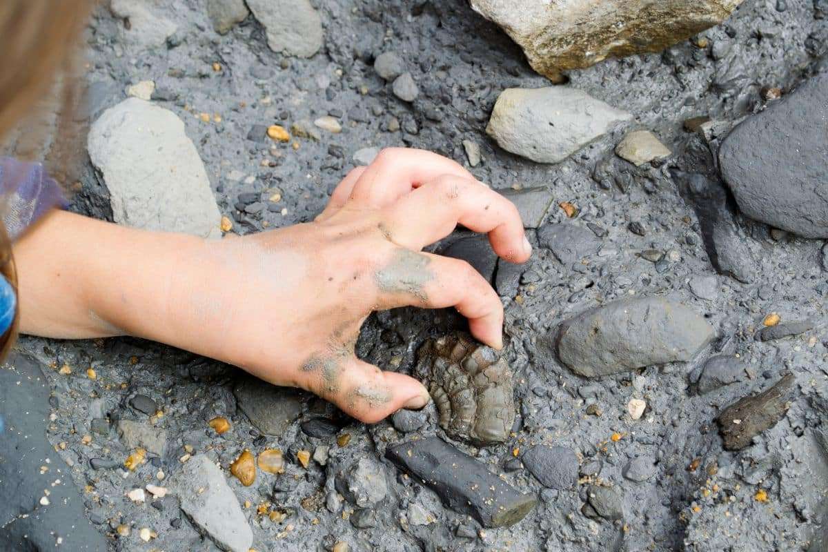 Decades-Old ‘Human Fossils’ from Japan Revealed to Be Bear Remains 