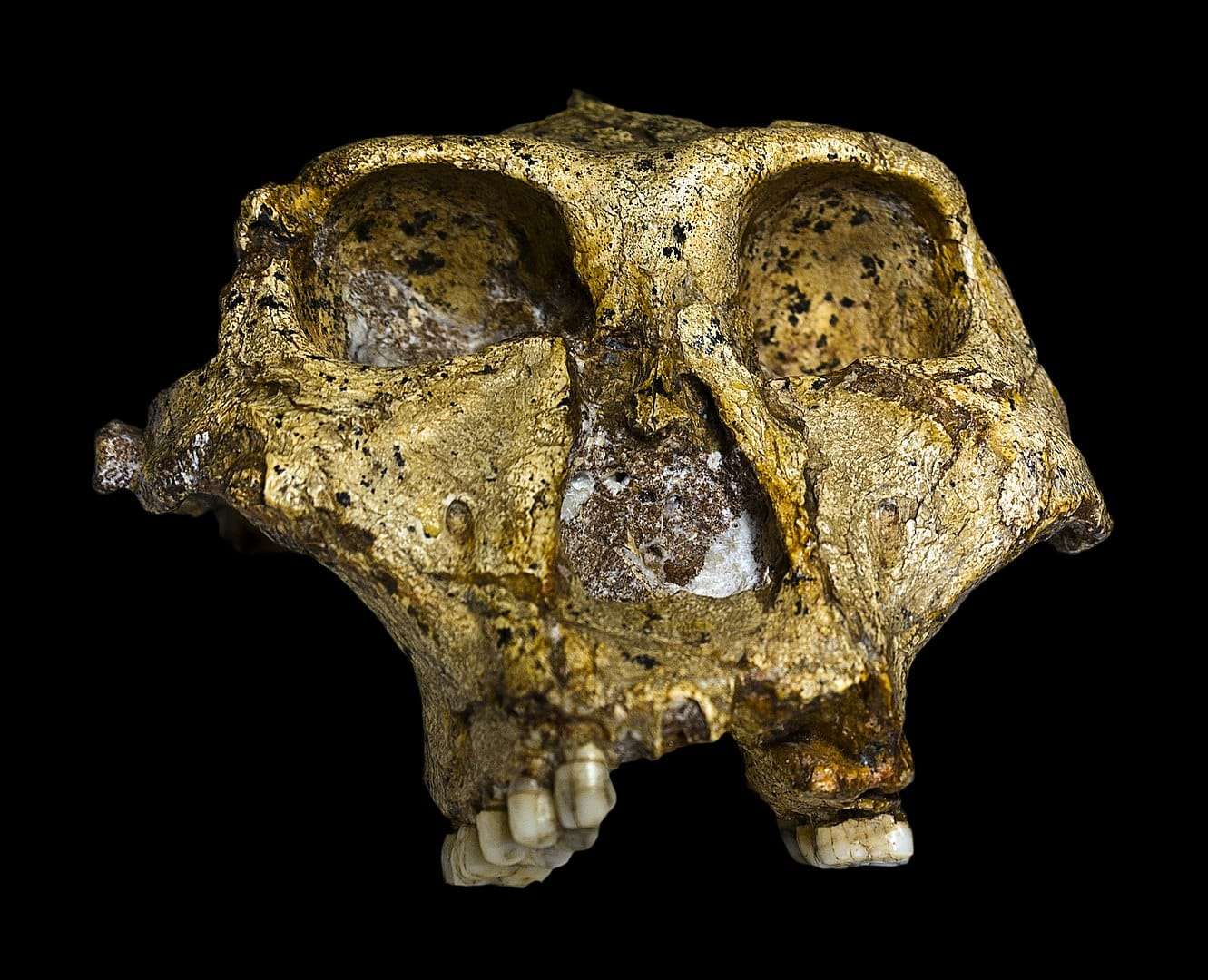 1331px-Original_of_Paranthropus_robustus_Face-de8d52df15821d8ea6877fa1b5f6a738.jpg