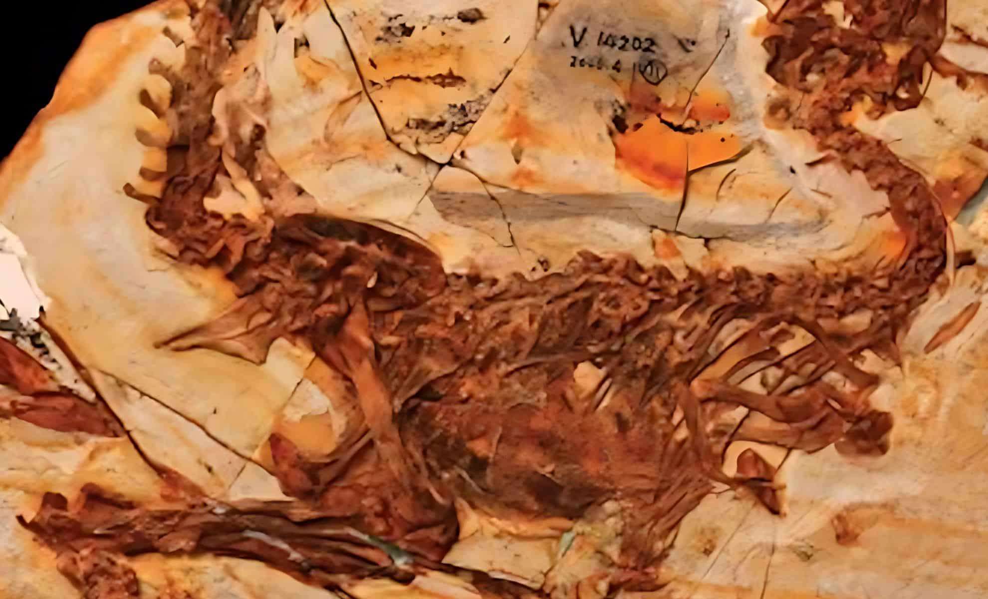 125-Million-Year-Old Dinosaur Fossil Reveals Mammal Prey Inside Its Stomach 