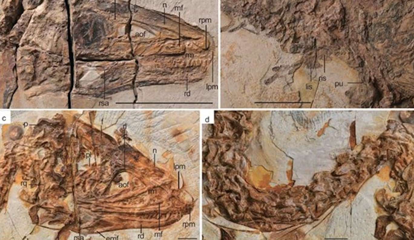 Anatomy-of-Sinosauropteryx-lingyuanensis-and-Huadanosaurus-sinensis-ce7b17dd57bd43f0e791cebb88904c59.jpg