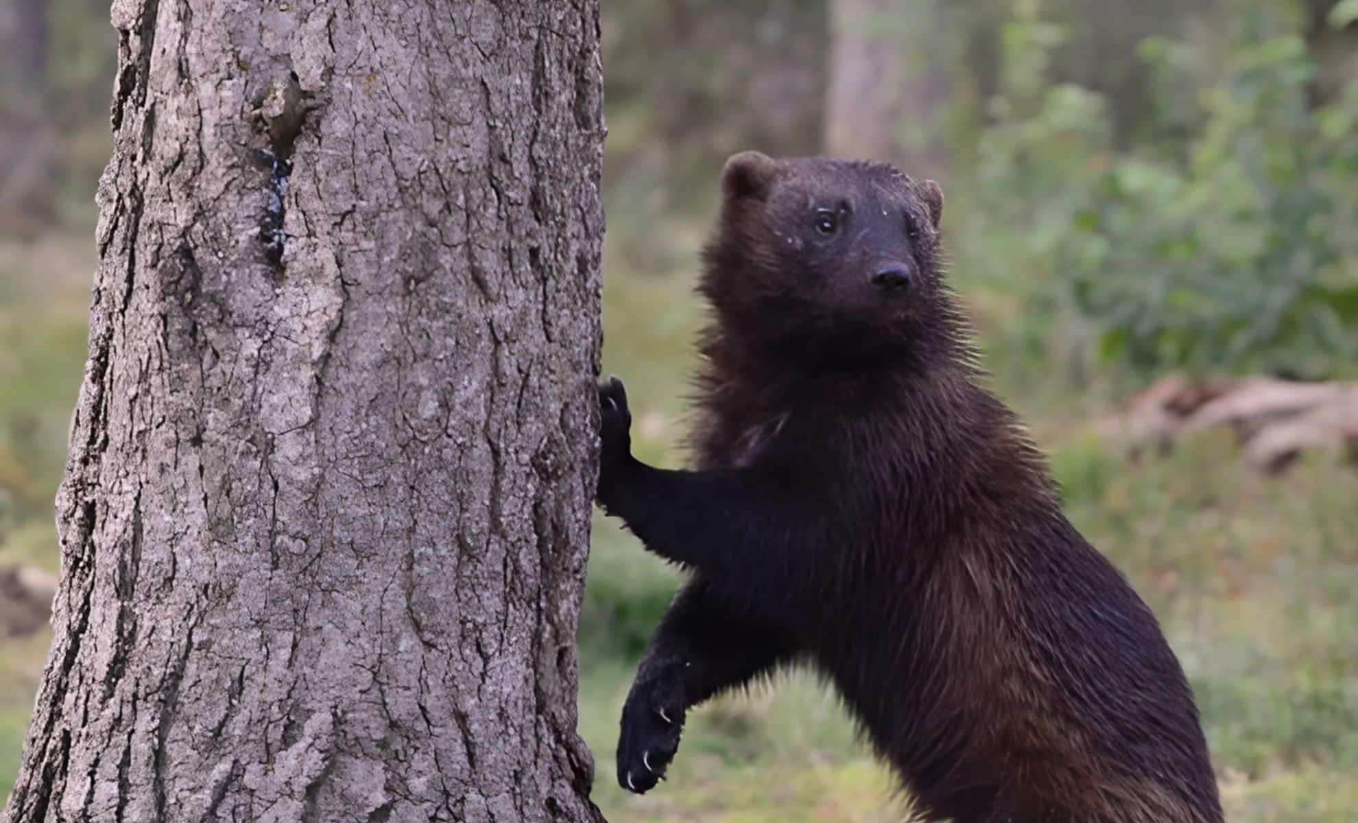 Finland’s Forests Witness the Return of a Rare Predator 