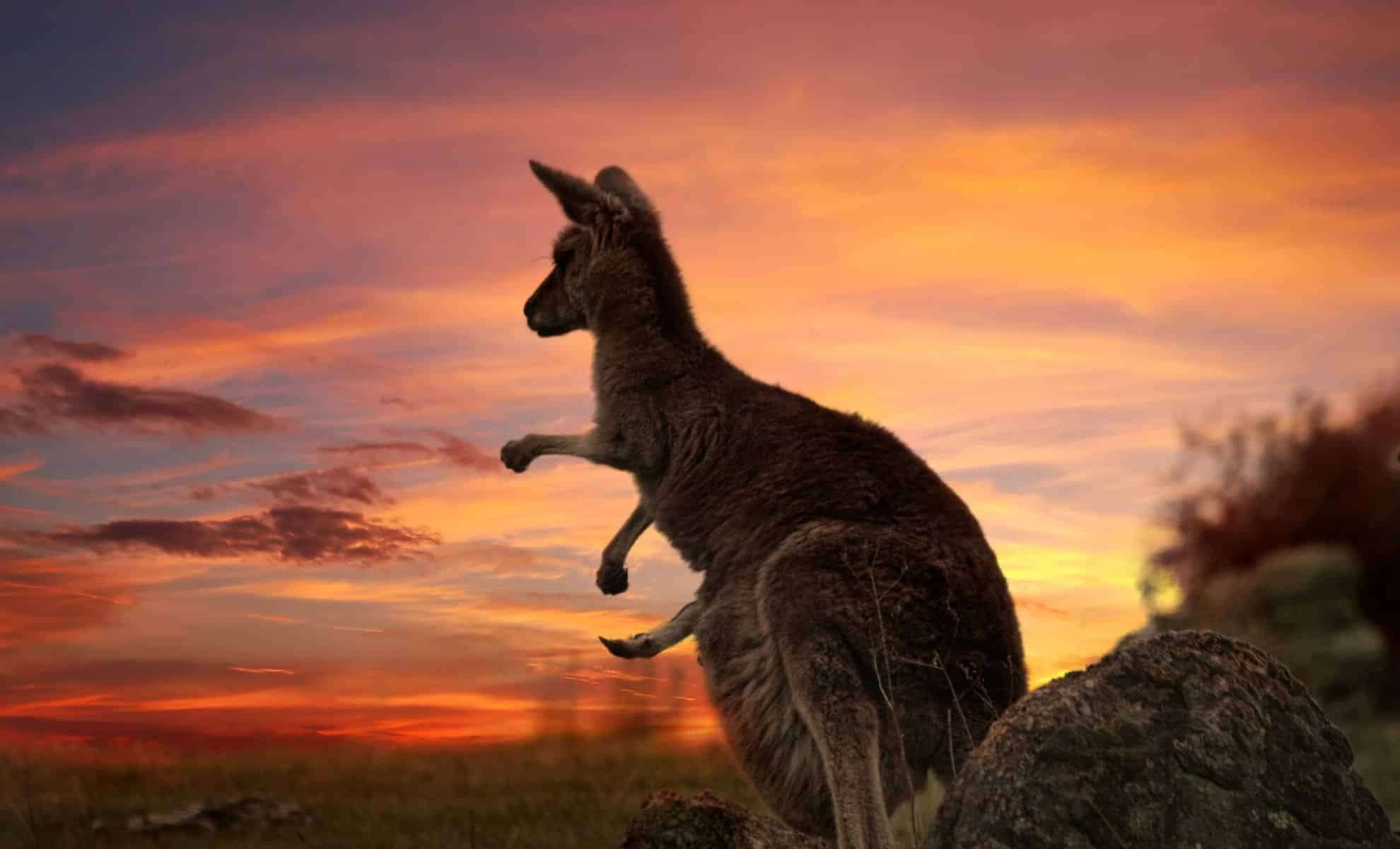 Unraveling Why Giant Prehistoric Kangaroos Disappeared from Ancient Queensland 