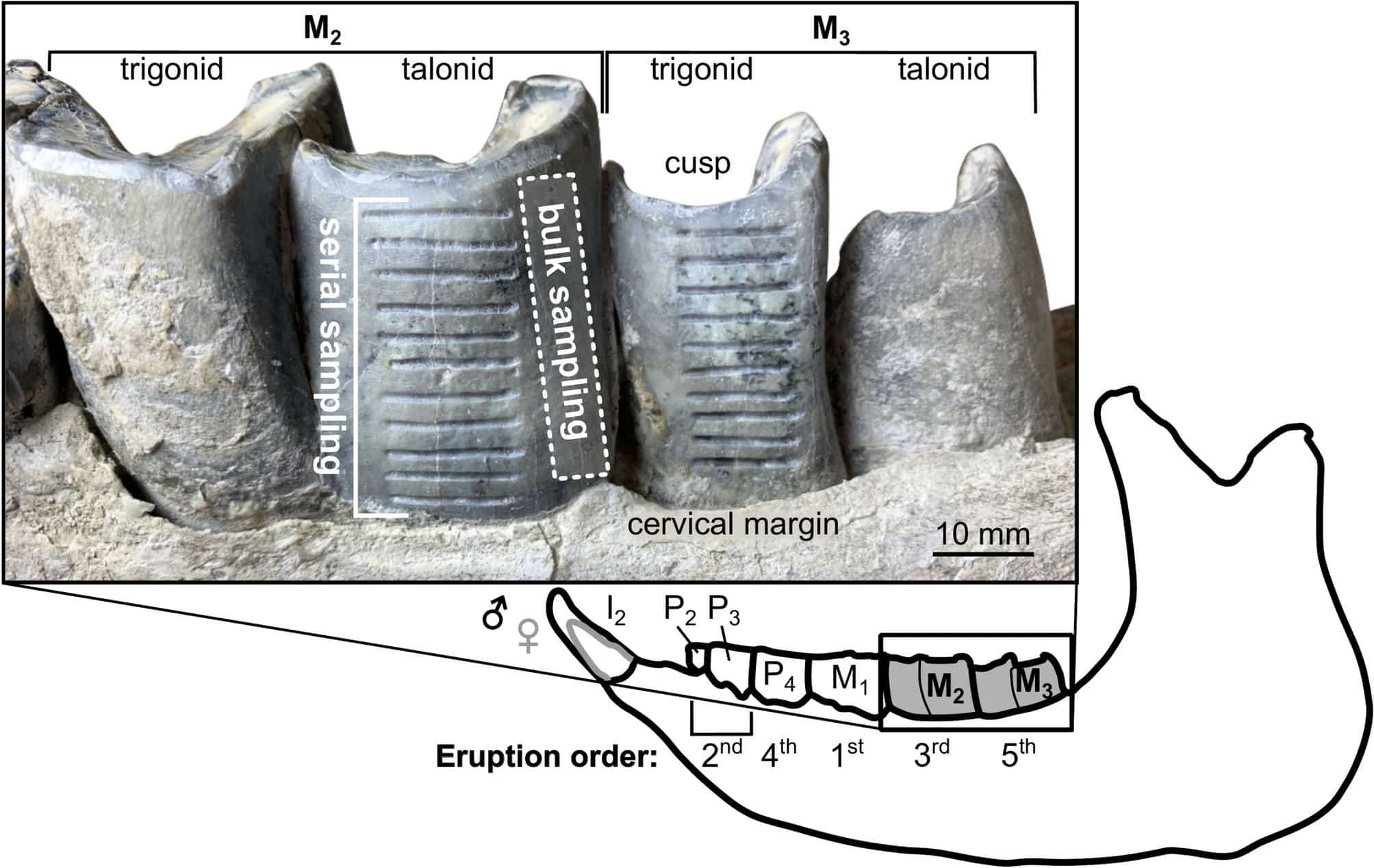 rhinoceros-super-herd-scientists-make-unexpected-discovery-thanks-to-supervolcano-eruption-59a5ce913116699167b04ffccc36846c.jpeg