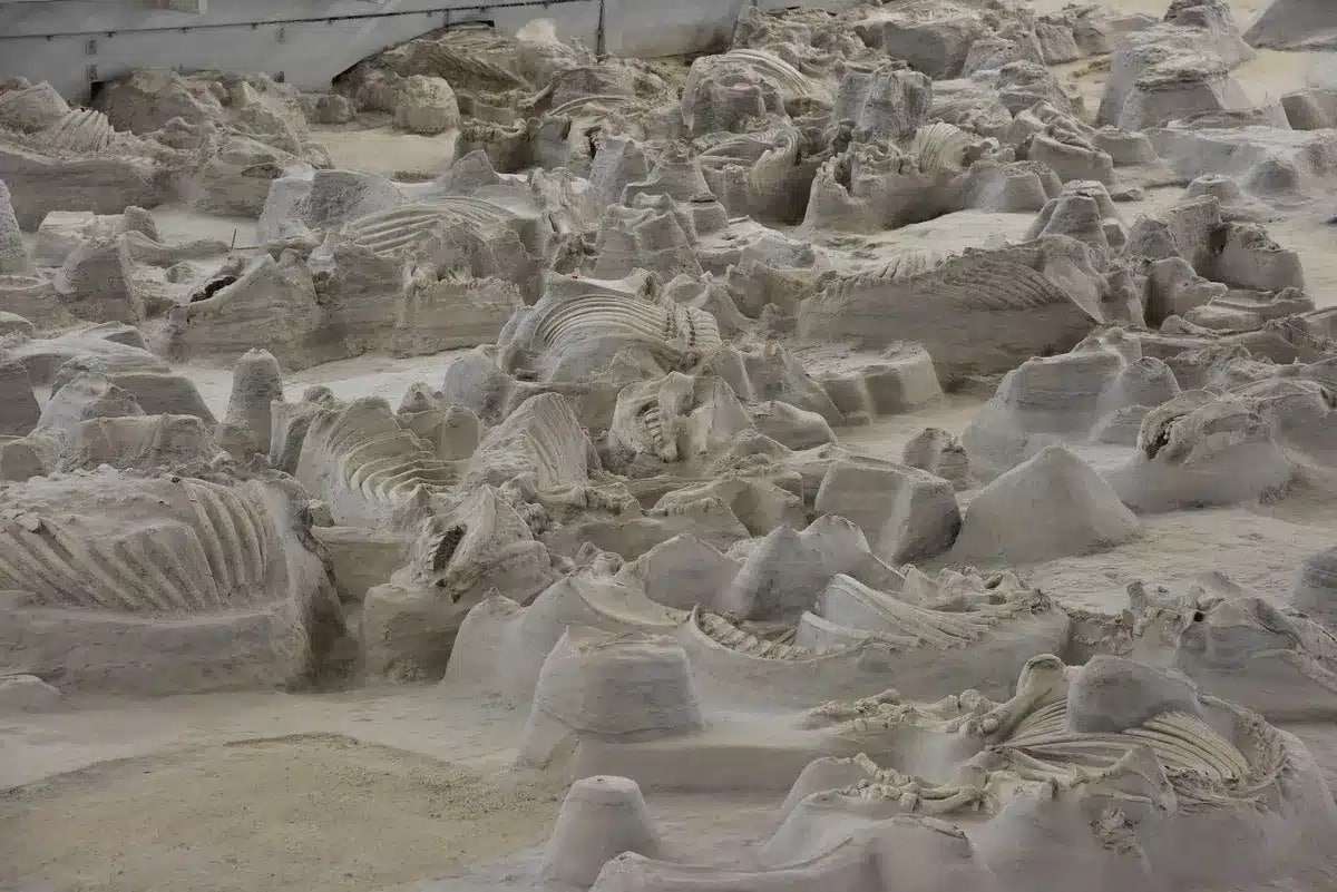rhinoceros-super-herd-scientists-make-unexpected-discovery-thanks-to-supervolcano-eruption-ee3df04631b32980d755a867d2f740dd.jpeg