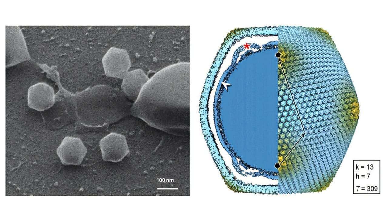 new-giant-virus-isolat-3b9b59dda0472deaeeebdd07af0d256e.jpg