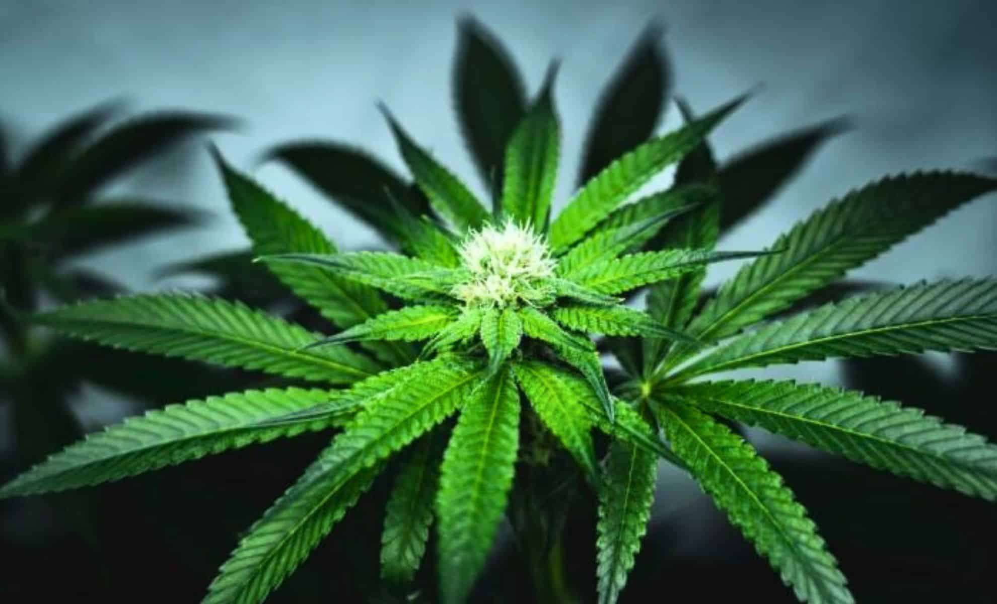 New Cannabis-Derived Terpene Offers Hope for Chronic Pain Relief Without Opioids 