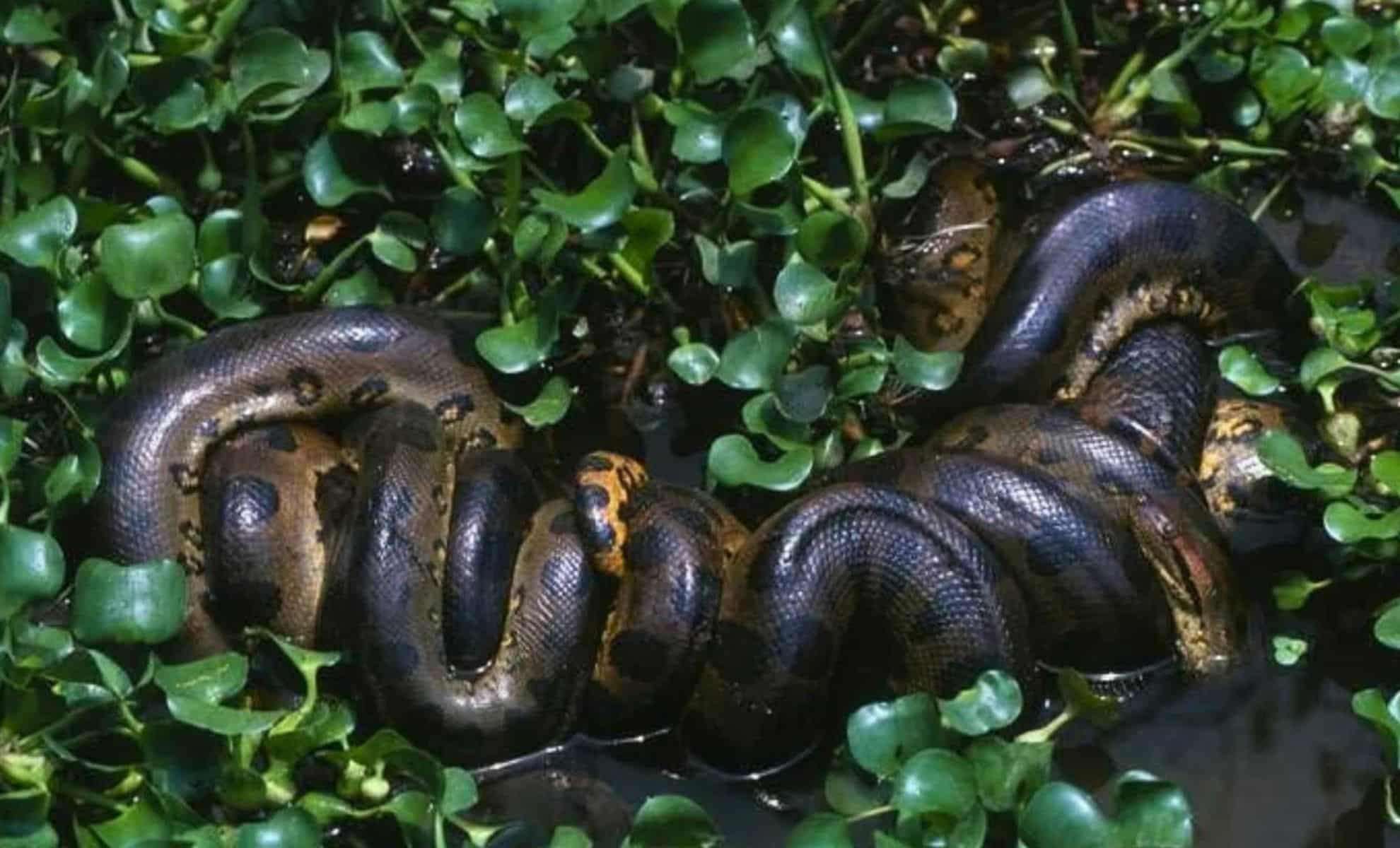 Record-Breaking Giant Anaconda Found in Ecuadorian Amazon During Will Smith’s Filming 