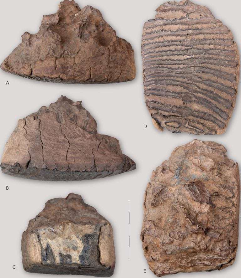 Collection-of-Woolly-Mammoth-Fossils-From-the-Old-Crow-River-4e9646352ef2c2632082c612e982d353.jpg