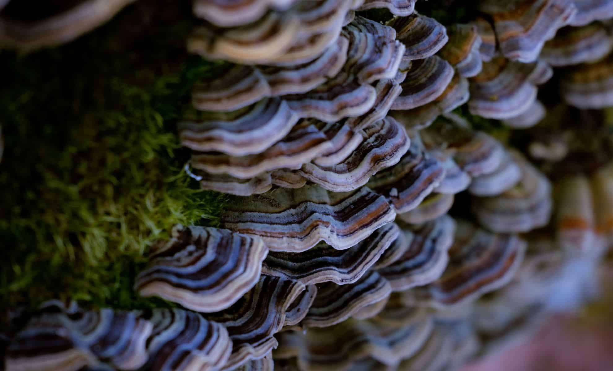 Fungi and Bacteria Join Forces to Create Living Building Materials 