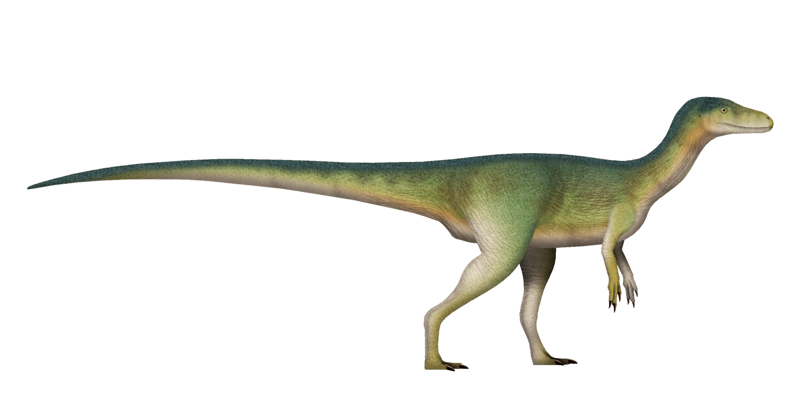 Nyasasaurus-a-dinosauriform-known-from-the-Triassic-period-of-Africa-d9199de249e25bbf68b74bff8ff64b39.png