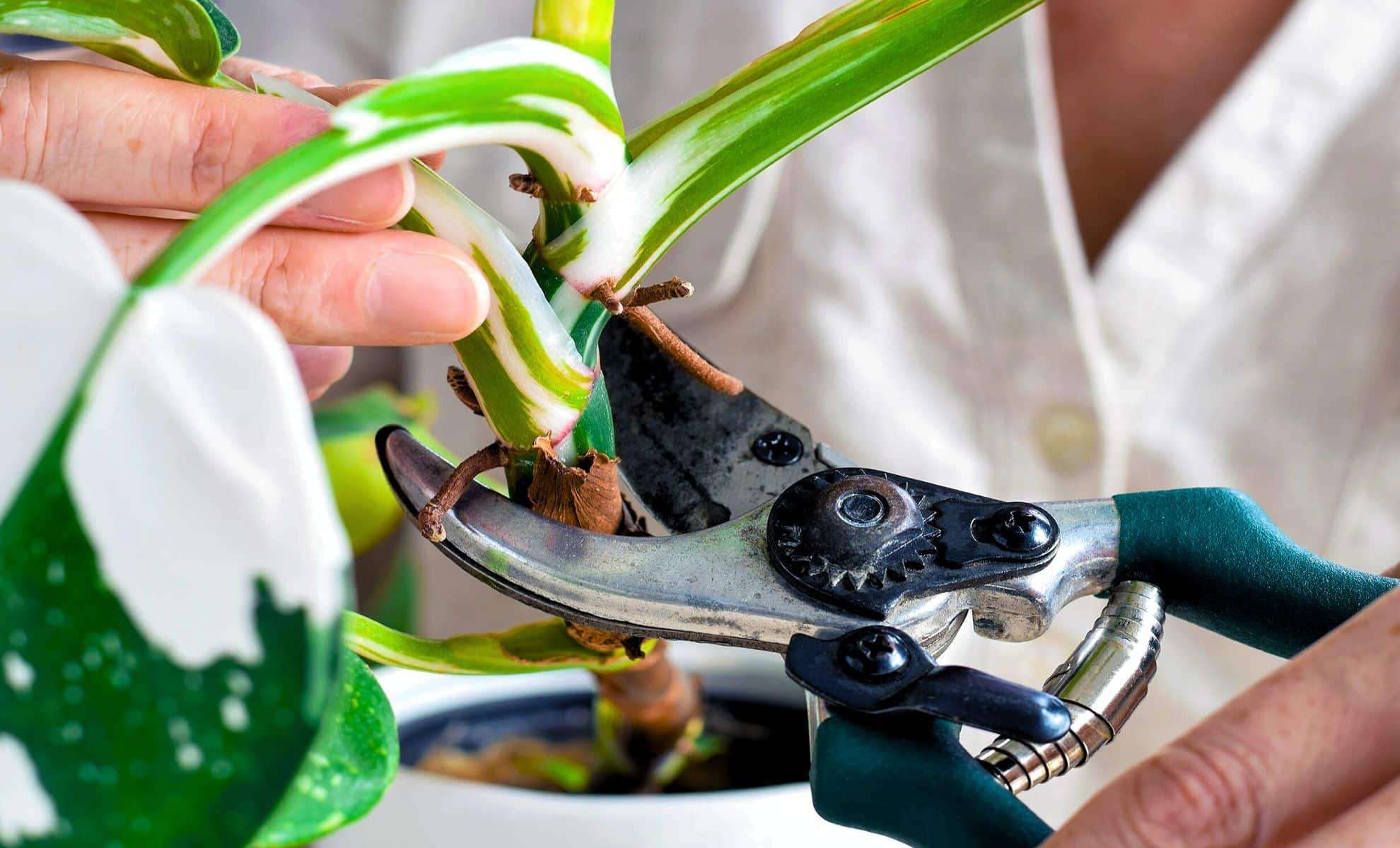 New Research Reveals Plants Emit Ultrasound ‘Cries’ When Stressed or Harvested 
