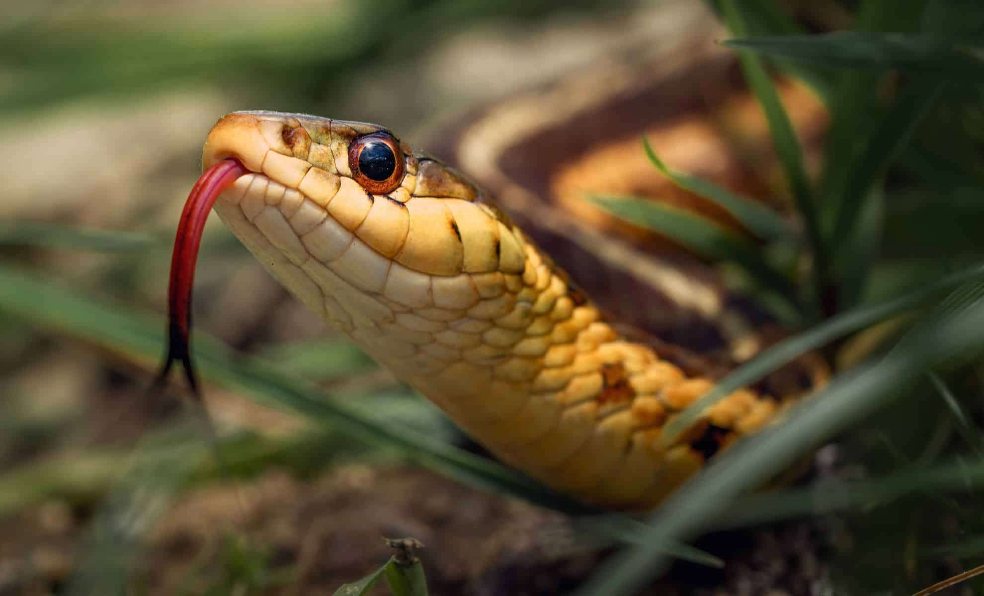 Massive Snake Fossils Found in India Challenge Size Records of Prehistoric Giants 