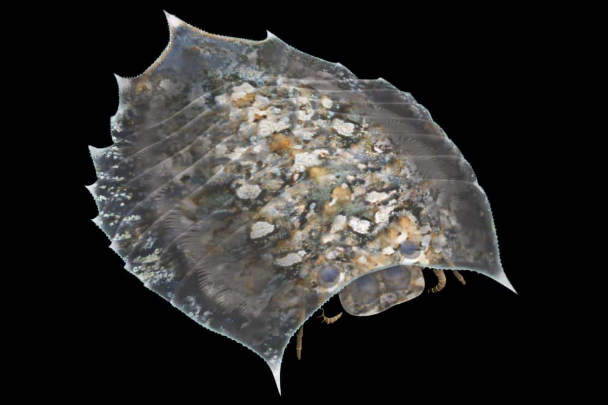 Ancient Sea Arthropod Unveils Molting Habits Unprecedented in Fossil Record 
