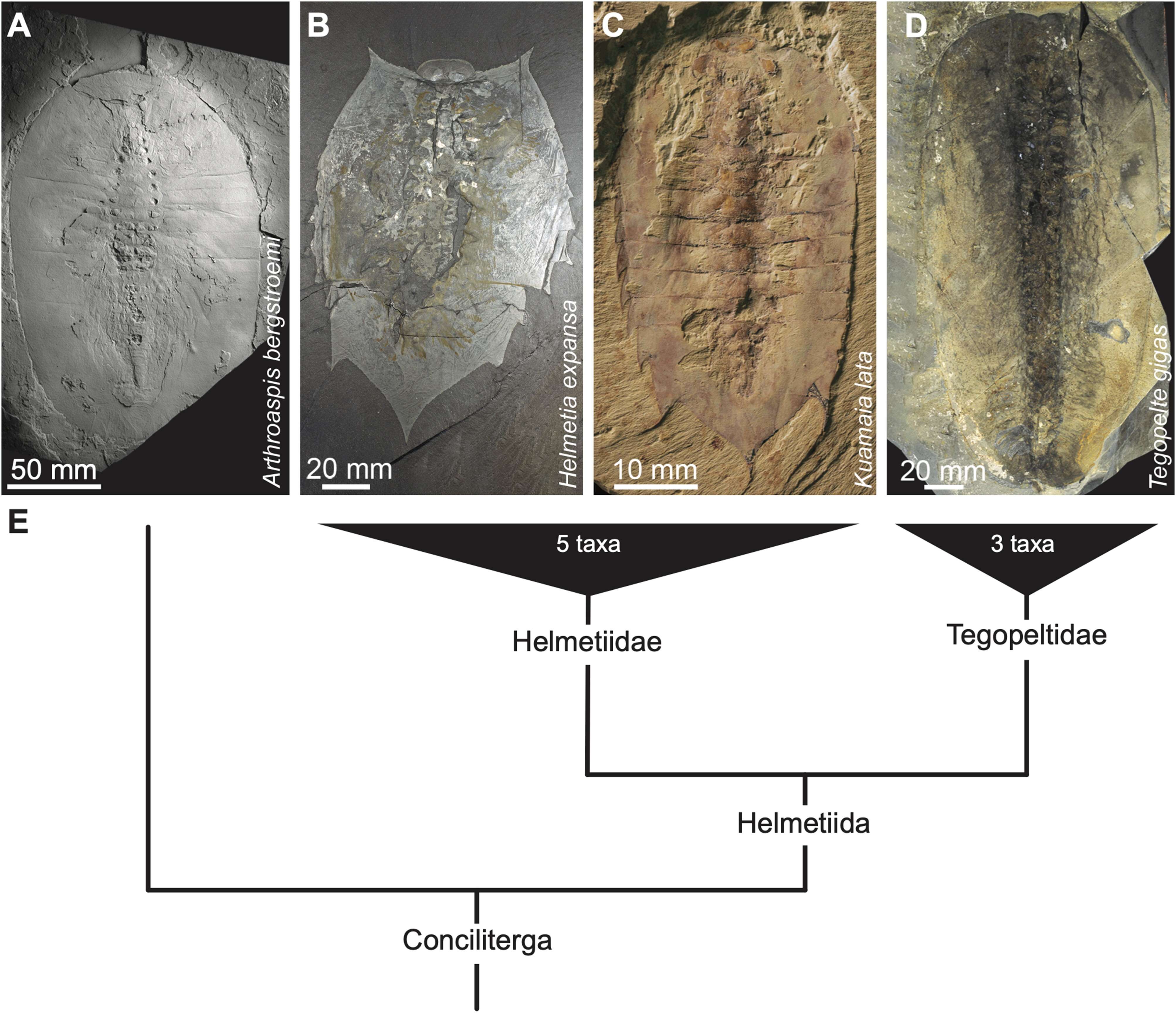 Journal-of-Systematic-Palaeontology-29299910570e96a61bedbee8edfa2b90.jpg