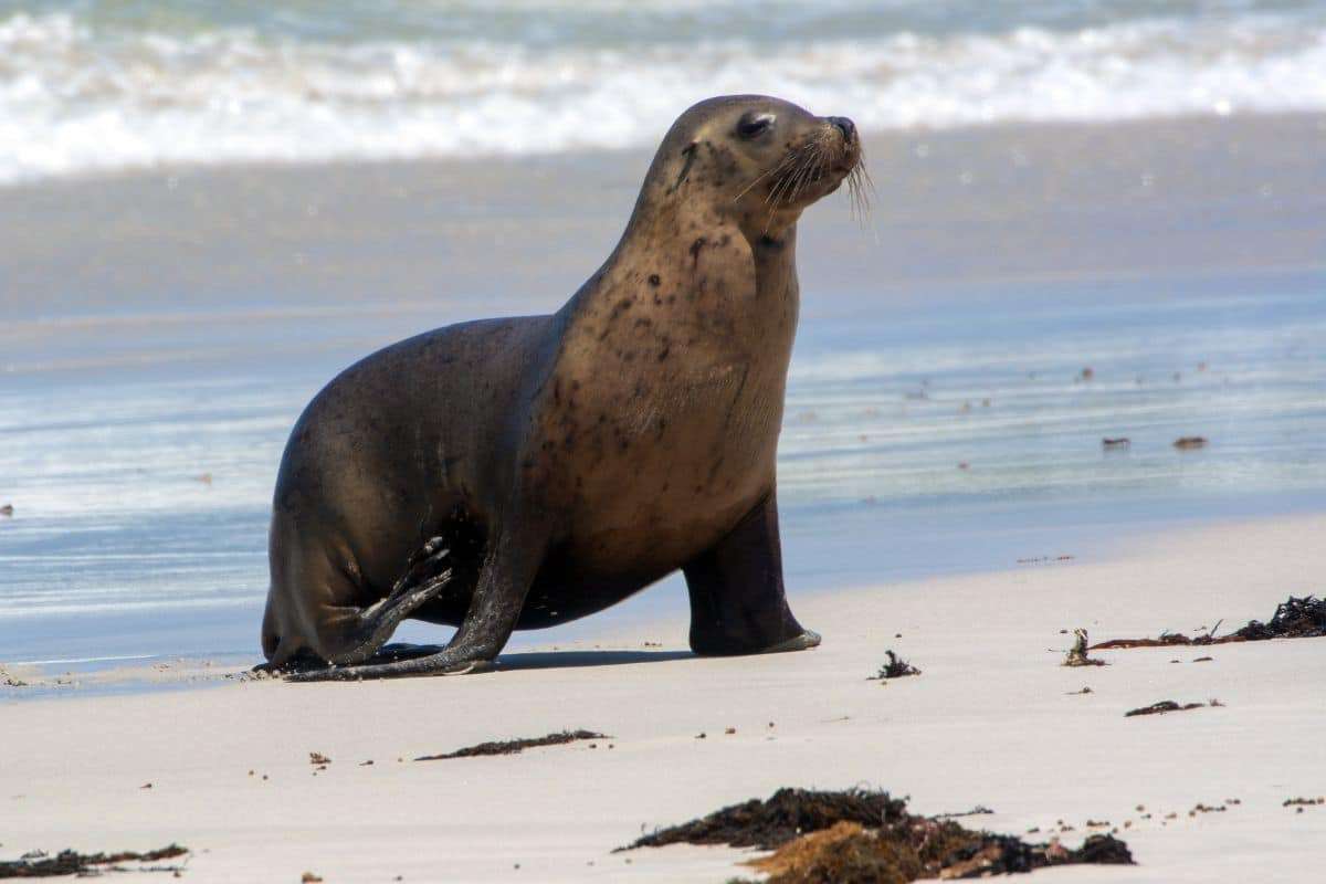 Aggressive Sea Lions Pose Threat to Southern California Beach Visitors 