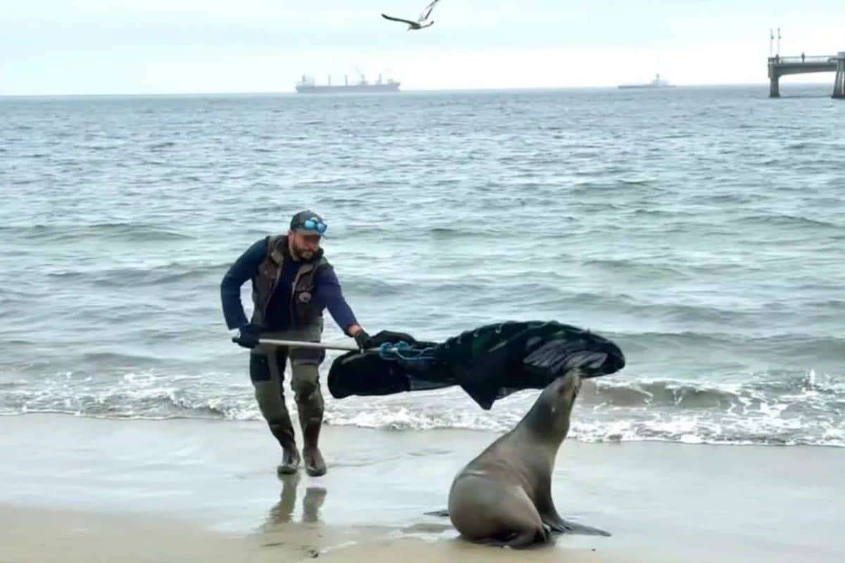 The-Marine-Mammal-Center-is-helping-find-and-treat-animals-infected-by-the-toxin-dda43aeee3d3b92259c43686dc599f65.jpg
