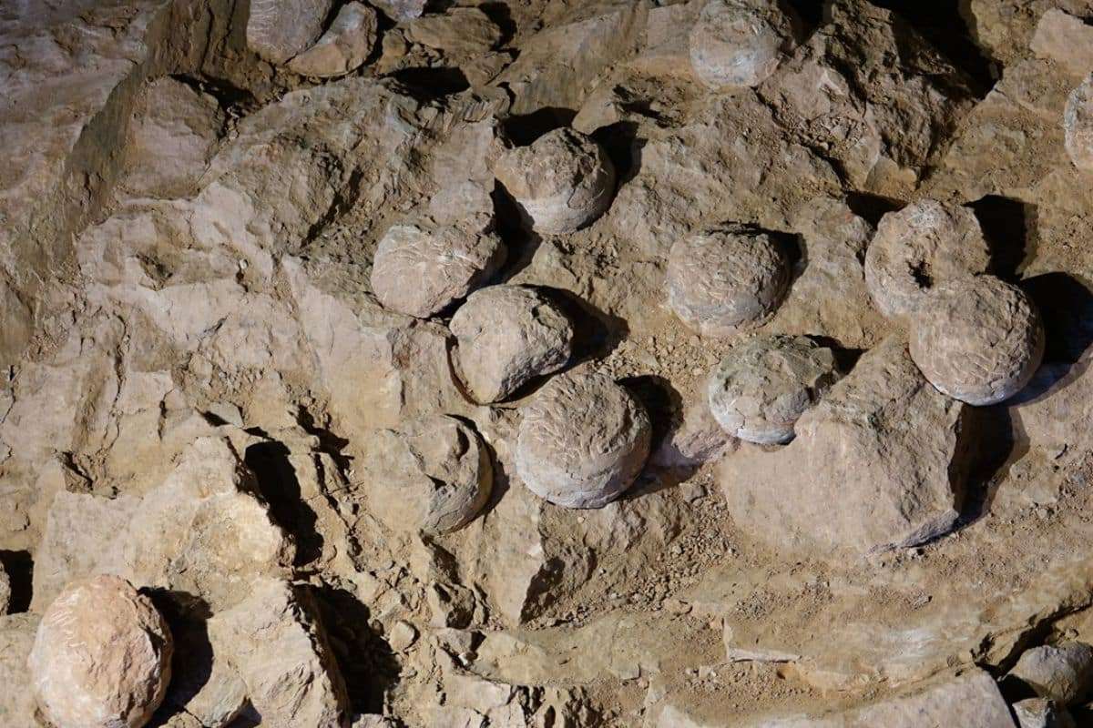 Ancient Dinosaur Nesting Patterns Revealed by Advanced 3D Scanning in China 