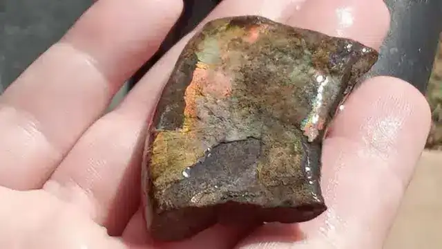 Rare-fossil-of-an-ammonite-preserved-with-a-distinct-mother-of-pearl-iridescence-d5142df8e3375a1059f1634c9b2b805a.webp