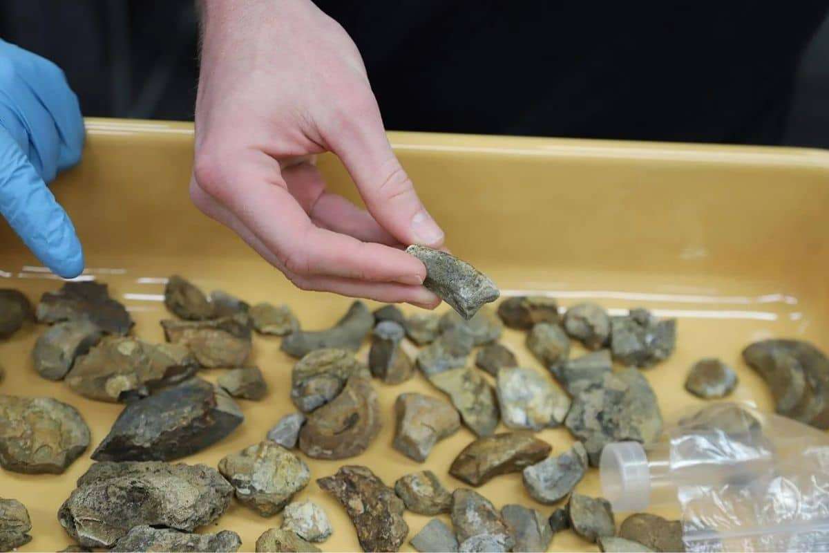 Student and Professor Uncover 300-Million-Year-Old Iridescent Ammonite Fossil 