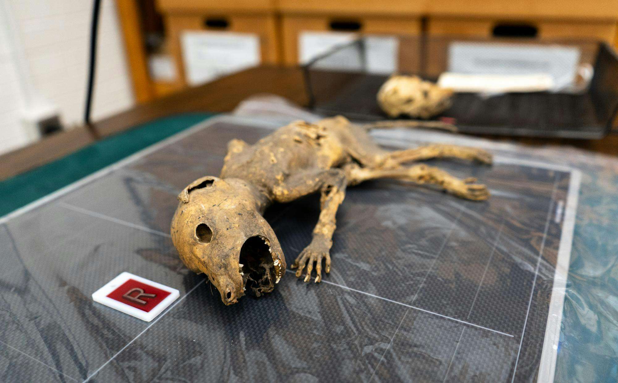 A-mummified-creature-lays-on-the-x-ray-table-in-the-forensic-anthropology-lab-in-Giltner-Hall-5fb47e37ec2261f6f738e4b256d46835.jpg
