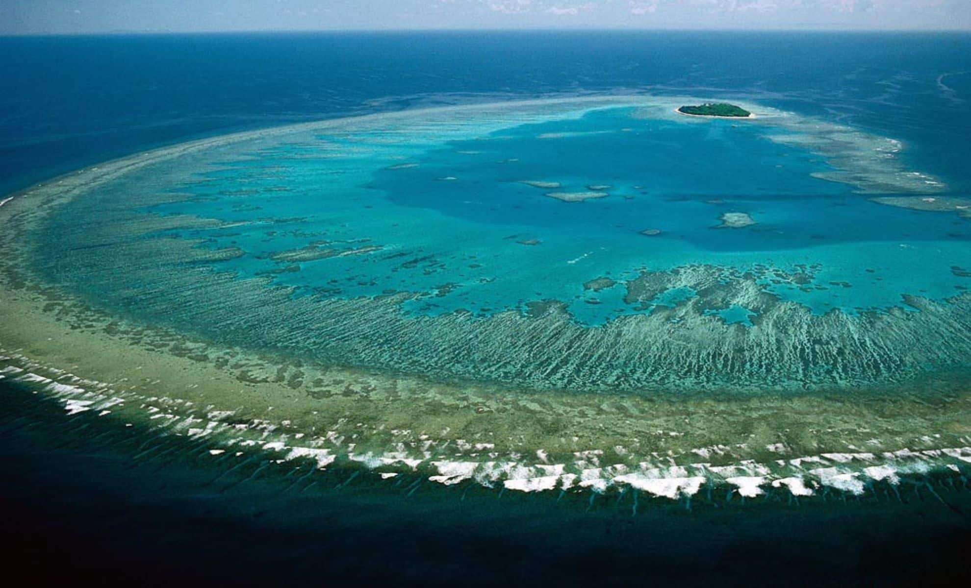 New Revelations About Marine Life Boost Conservation Efforts on Australia's Great Barrier Reef 