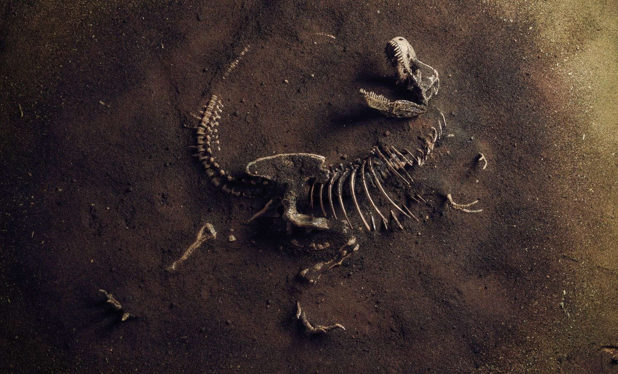Study Reveals More T. rex Fossils Owned by Collectors Than Museums 