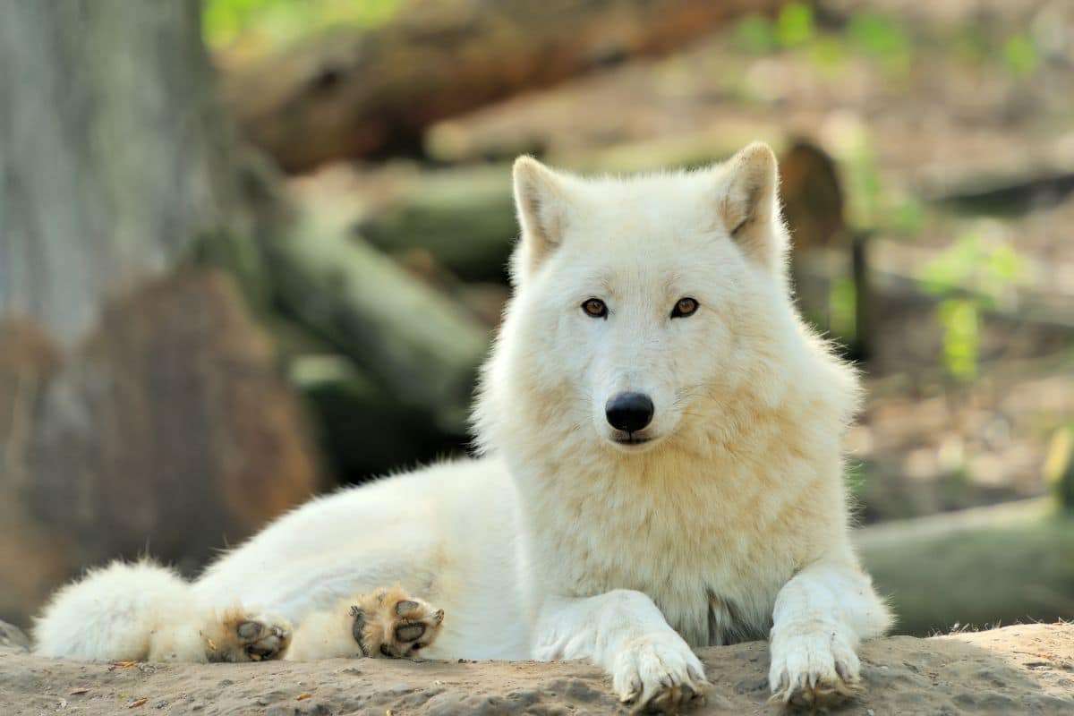 Reviving the Dire Wolf: A Genomic Resurrection or a New Creature? 