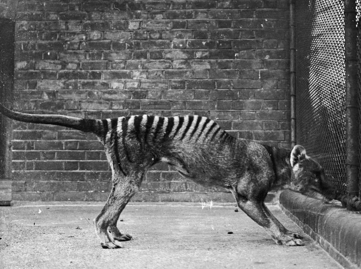 A-Tasmanian-tiger-also-known-as-a-thylacine-is-seen-in-captivity-circa-1930-698a7b44060a1976715dbd2b328c2780.jpeg