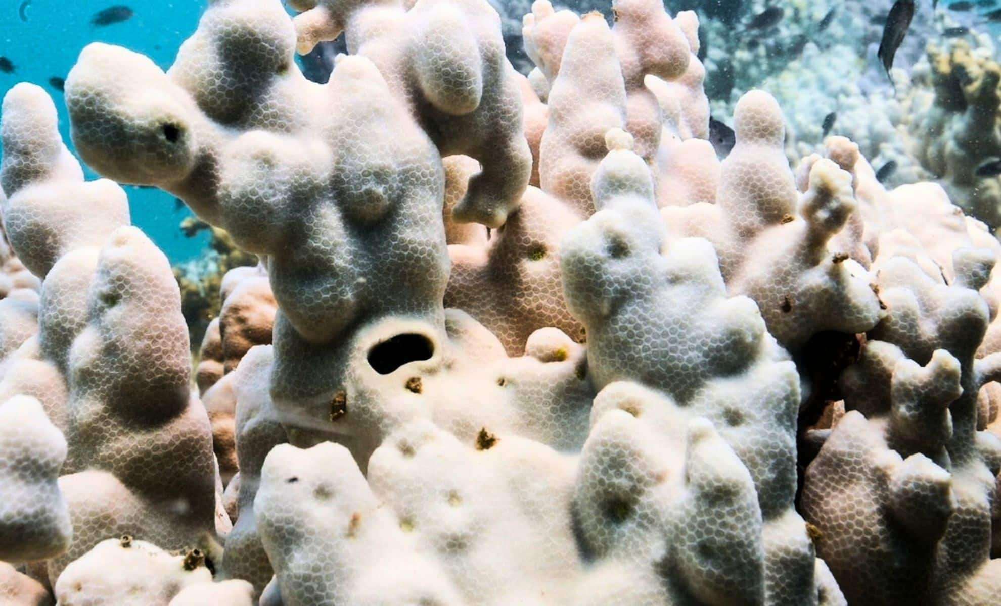 Record-Breaking Coral Bleaching Devastates Over 80% of Global Reefs 