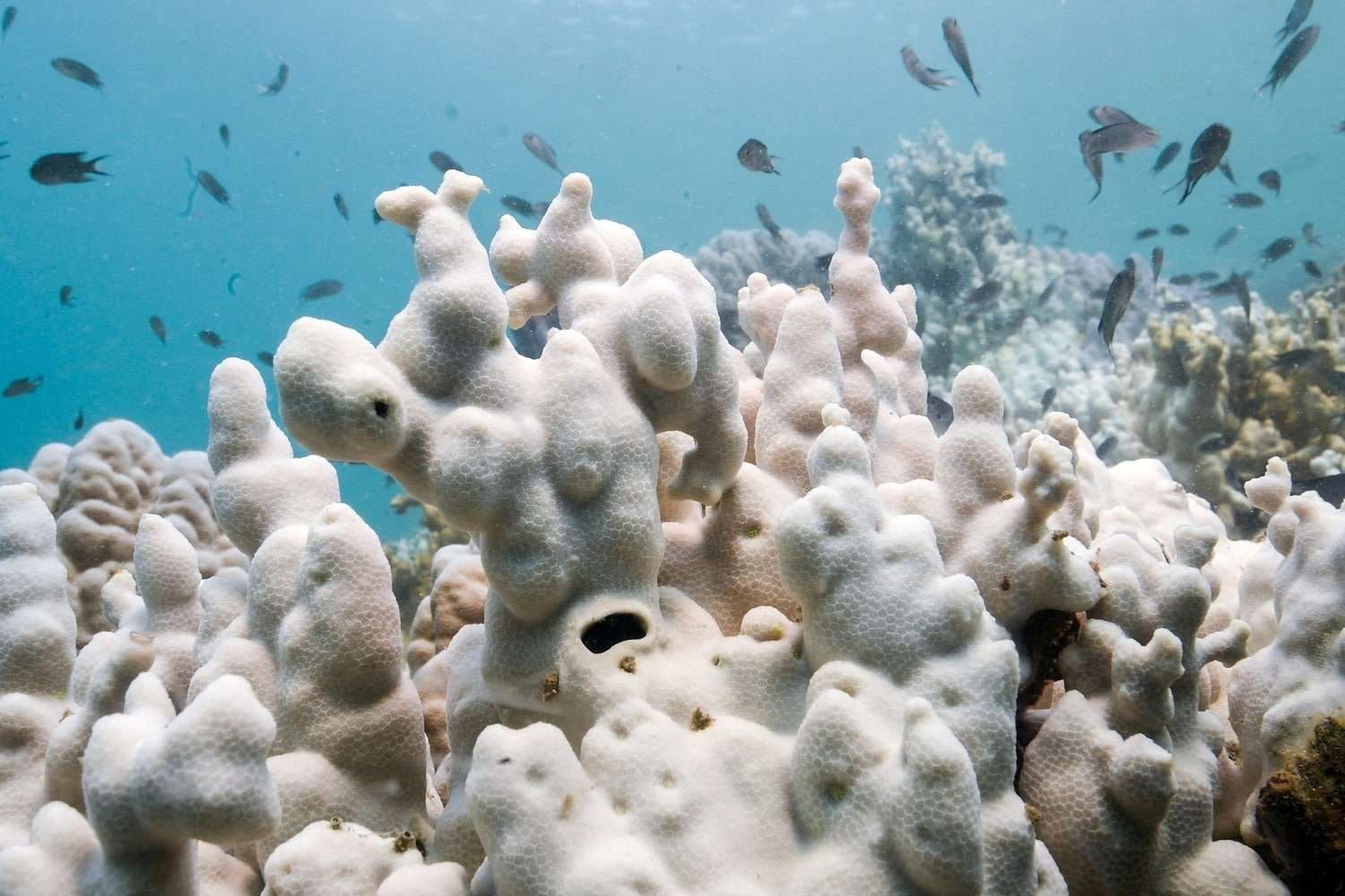 the-largest-coral-bleaching-event-in-history-is-destroying-84-of-our-reefs-54ddc70f8bd0a77890017ebefdfb8efb.jpeg