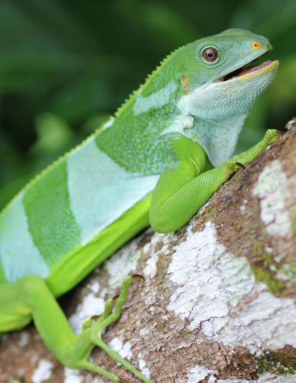 A-male-central-Fijian-banded-iguana-37ac730a8454513b44df5cb8d8cb4882.jpeg