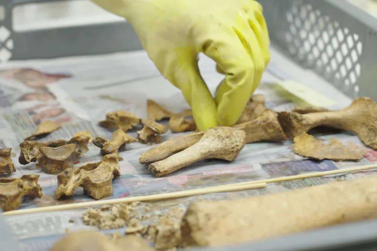 Unearthing a 2,000-Year-Old Roman Soldier Burial Site in Vienna 