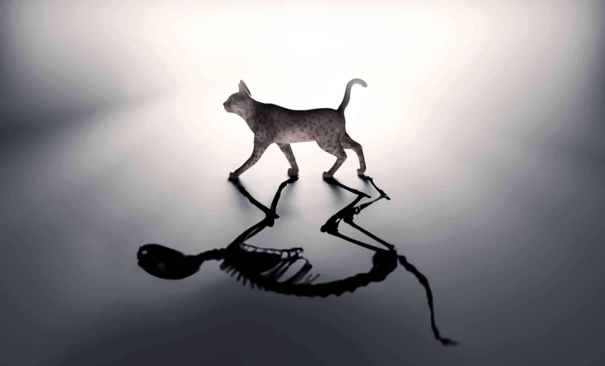 Quantum Breakthrough: Sustaining Schrödinger’s Cat State at Warmer Temperatures 