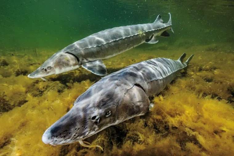 Restoring-a-sturgeon-population-is-a-long-term-task-c795df2da1f61e7b449198bec7d44982.jpeg