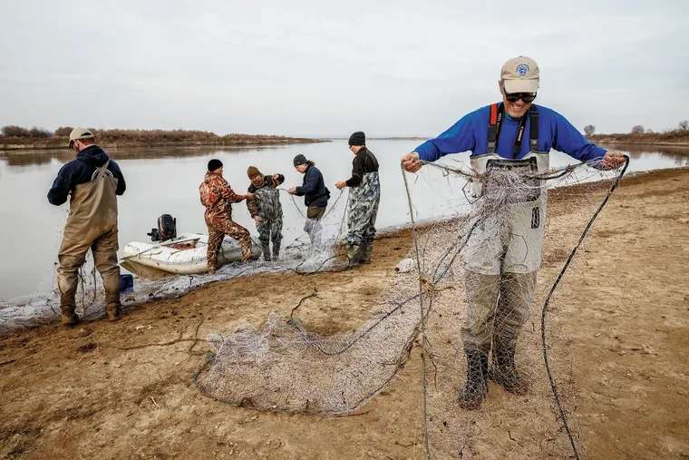 they-swam-with-dinosaurs-now-these-jurassic-era-fish-are-dying-out-because-of-e2452a1b09a1aa4136b884ff16337524.jpeg