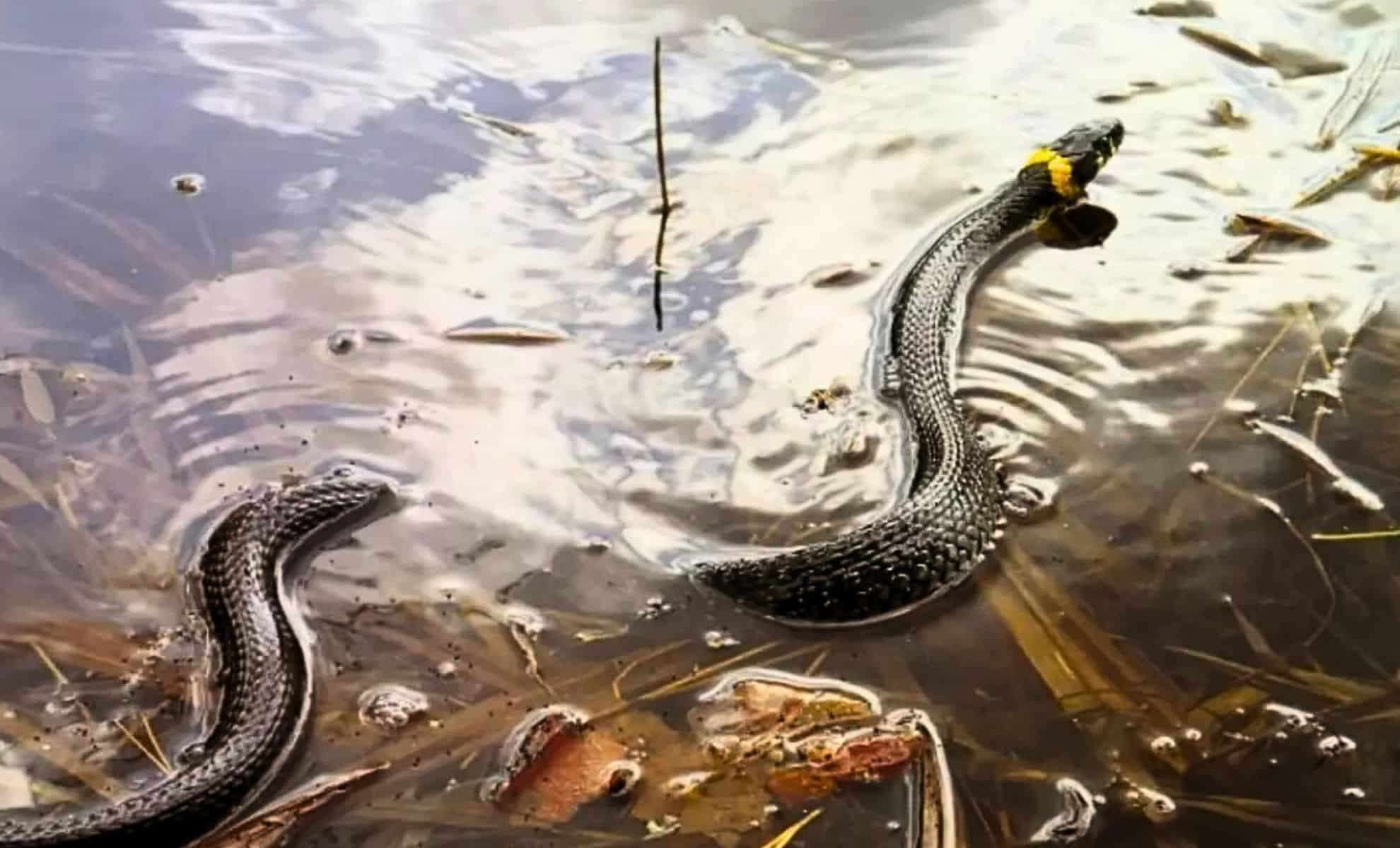 These New York Lakes Are Emerging as Hotspots for Snakes 