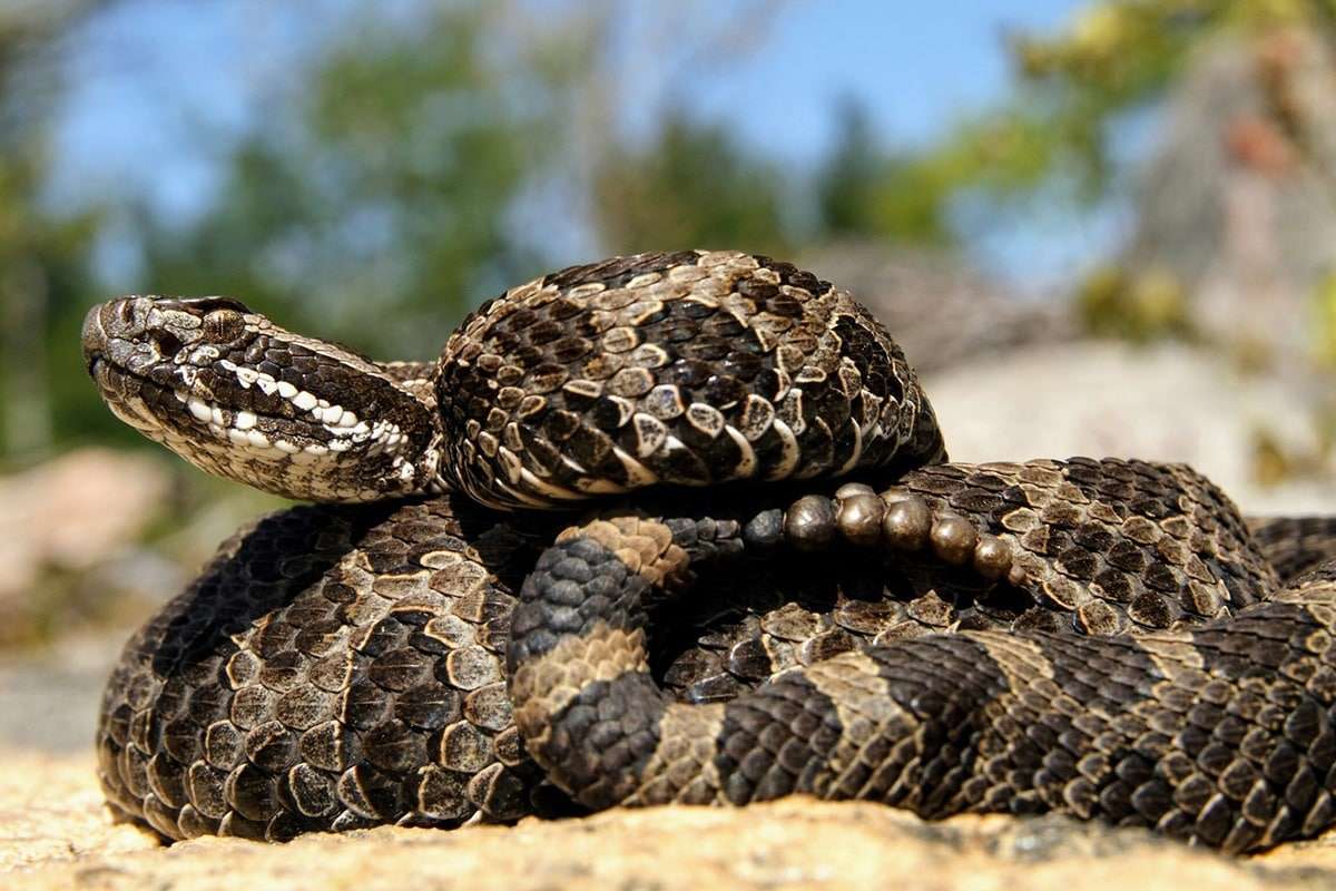 eastern-massasauga-rattlesnake-22484fd398a908912efee19217c230d8.jpeg