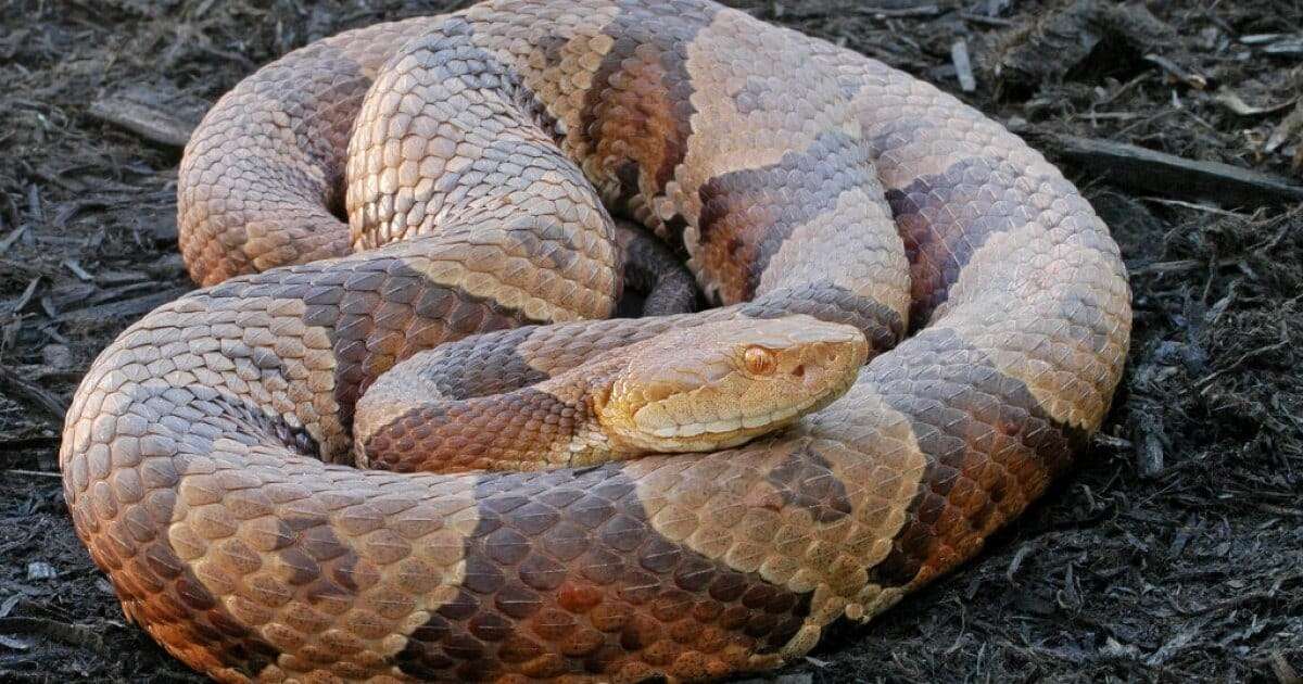 northern-copperhead-f2529e0b1f5ab4434f6646927aafed43.jpeg
